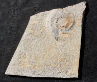 Lingulaticeras solenoides (QUENSTEDT, 1849)
