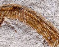 Aspidorhynchus acutirostris BLAINVILLE  1818