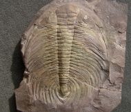 Acadoparadoxides sirokyi Snajdr, 1957