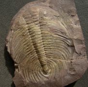 Acadoparadoxides sirokyi Snajdr, 1957