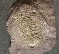 Acadoparadoxides sirokyi Snajdr, 1957