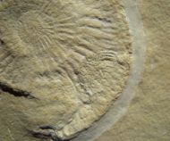 Subplanites rueppelianum QUENSTEDT 1888