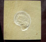 Subplanites rueppelianum QUENSTEDT 1888