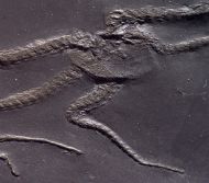 Furcaster palaeozoicus (Strtz, 1886)