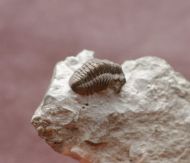 Acastacephala downingiae (SALTER, 1864)