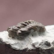 Acastacephala downingiae (SALTER, 1864)