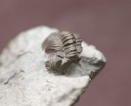 Acastacephala downingiae (SALTER, 1864)