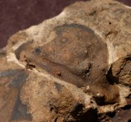 Burmeisterella armata (Burmeister)