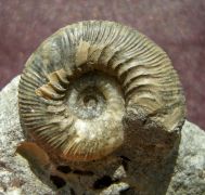 Kepplerites toricelli (Oppel)