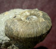 Kepplerites toricelli (Oppel)