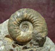 Kepplerites toricelli (Oppel)