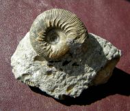 Kepplerites toricelli (Oppel)