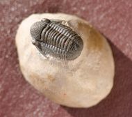 Gerastos tuberculatus marocensis  CHATTERTON et. al. 2006