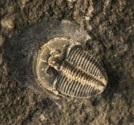 Aulacopleura konincki (BARRANDE, 1846)