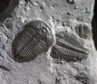 Elrathia kingii (Meek 1870)