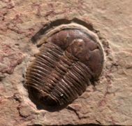 Elrathia kingi (Meek 1870)