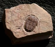 Elrathia kingi (Meek 1870)