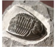 Cornuproetus  infans  Alberti 1969