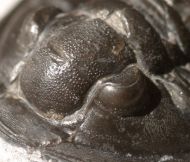 Cornuproetus  infans  Alberti 1969