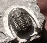 Cornuproetus  infans  Alberti 1969