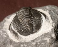 Cornuproetus  infans  Alberti 1969