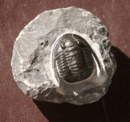 Cornuproetus  infans  Alberti 1969