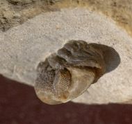 Geesops schlotheimi (BRONN, 1825)