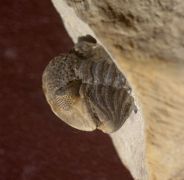 Geesops schlotheimi (BRONN, 1825)