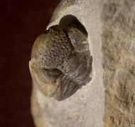 Geesops schlotheimi (BRONN, 1825)