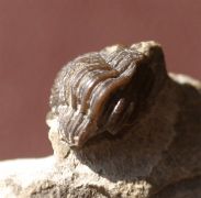 Gerastos granulosus (GOLDFUSS, 1843)