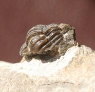 Gerastos granulosus (GOLDFUSS, 1843)