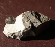 Gerastos granulosus (GOLDFUSS, 1843)