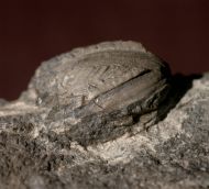 Pentremites rusticus HAMBACH 1903