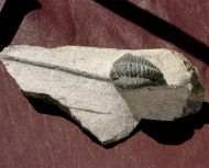 Diacalymene sp.