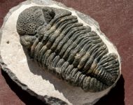 Drotops megalomanicus Struve, 1990