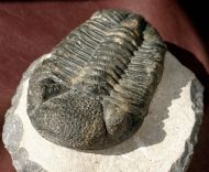 Drotops megalomanicus Struve, 1990