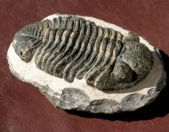 Drotops megalomanicus Struve, 1990