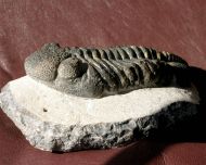 Drotops megalomanicus Struve, 1990