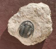 Cornuproetus sp.