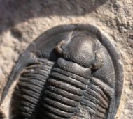 Cornuproetus sp.