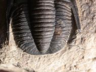 Cornuproetus sp.