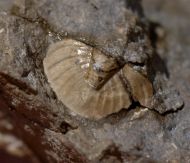 Tropidocoryphe barroisi (MAILLIEUX,1904)