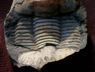 Ectillaenus katzeri (Barrande, 1872)