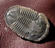 Asaphiscus wheeleri MEEK, 1873