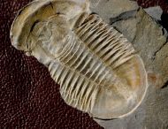 Asaphiscus wheeleri MEEK, 1873
