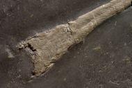 Orthoceras sp.