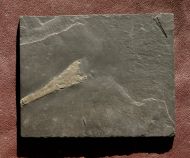 Orthoceras sp.