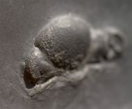 Chotecops sp.