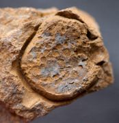 Trochocystites bohemica Haeckel 1896