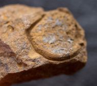 Trochocystites bohemica Haeckel 1896